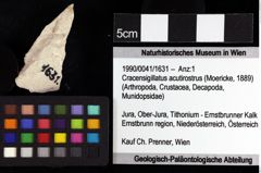 Foto (Objket + Etiketten) von Gastrosacus torosus (Robins et al., 2013) 